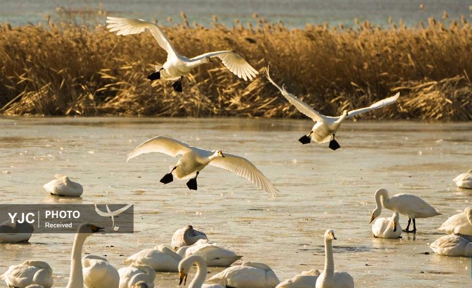 عکس های منتخب حیات وحش - 25 اردیبهشت 1405